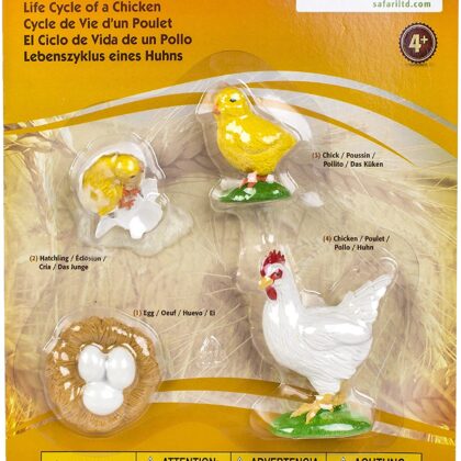 Life Cycle of a Chicken